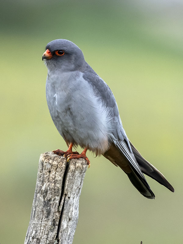 Falco cuculo m e f